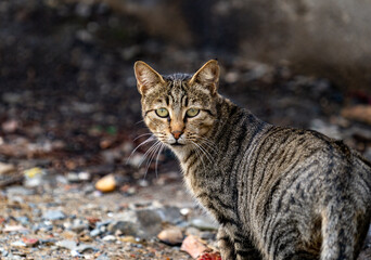 A poor cat at the coast waiting food from the fishermen