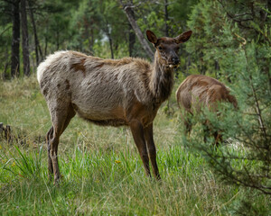 Naklejka na ściany i meble Elk in the Cedars