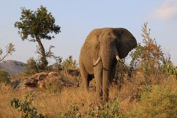 Afrikanischer Elefant / African elephant / Loxodonta africana