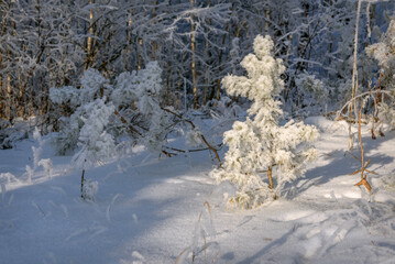 pine forest hoarfrost sunlight winter