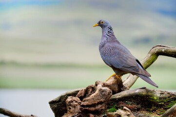 RAMERON, or OLIVE PIGEON (Columba arquatrix).  