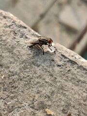 EXACT MATCHES eating sugar