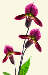 three purple slipper orchid