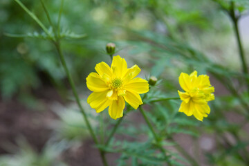 Wildflowers in the backyard