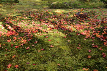 コケと紅葉の庭