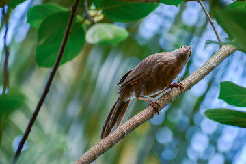 bird on a branch