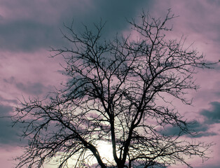 Purple Sunrise Behind Tree