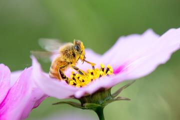 Honey bee on pink cosmos flower.