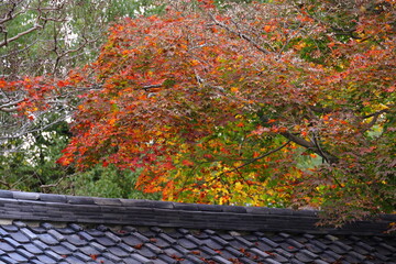 秋の景色　日本の紅葉