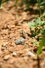 insect on the ground