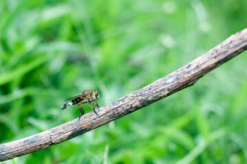 Robberfly n a branch