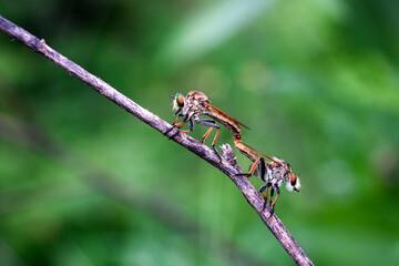 Robberfly n a branch