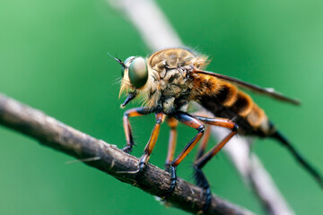 Robberfly n a branch