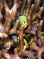 Red Sea dascyllus Dascyllus marginatus hiding in a Stylophora coral