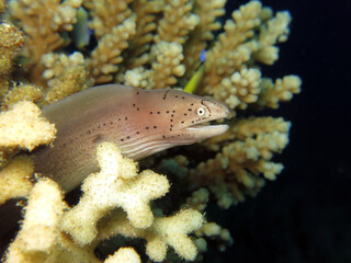 Closeup of a Grey moray Gymnothorax griseus 