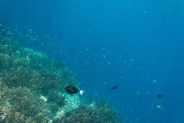 Fototapeta na wymiar Underwater Island of Menjangan