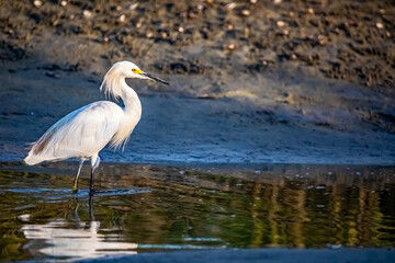 Snowy Egret