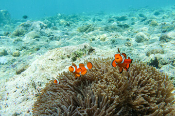 Underwater Island of Menjangan