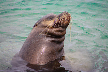 sea lion resting
