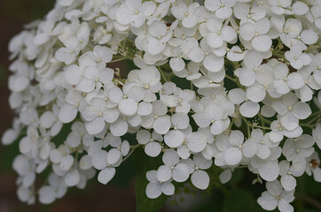 white hydrangea