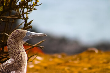 Blue footed booby