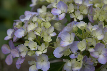 white and purple hydrangea