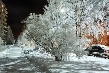 A tree covered with snow in the cold