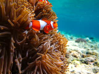 The underwater beauty of Menjangan Island