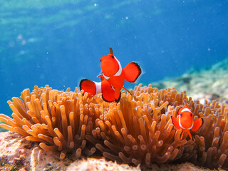 The underwater beauty of Menjangan Island