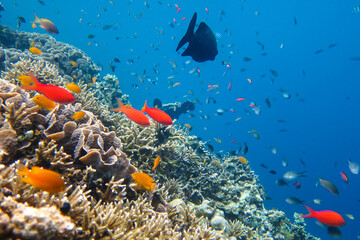 The underwater beauty of Menjangan Island