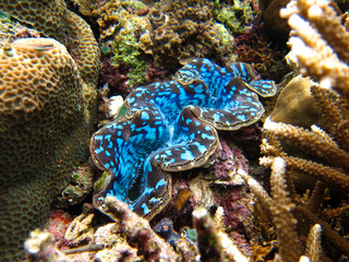 The underwater beauty of Menjangan Island