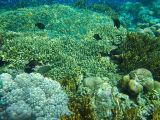 The underwater beauty of Menjangan Island