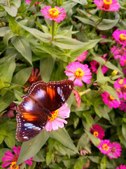 wild flowers are often found in the forest