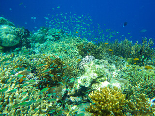Fototapeta na wymiar The underwater beauty of Menjangan Island