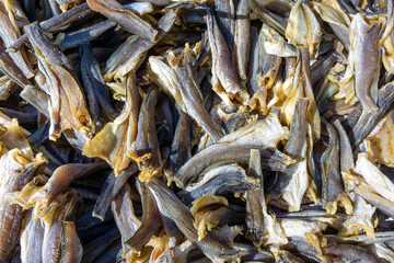 The fish dries out in the sun.