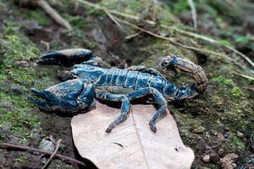 Scorpions on the ground