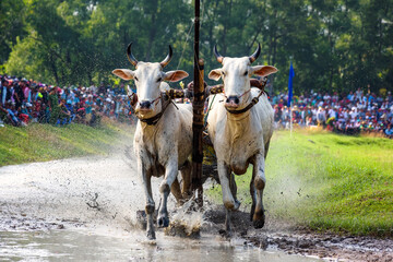 The cows are racing during a festival in An Giang province, Vietnam. This is an annual bull racing festival to hope for a next good rice season.