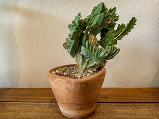 cactus in a pot