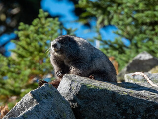 marmot in the mountains