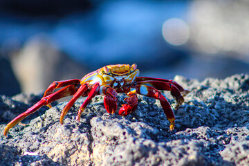 crab on a rock