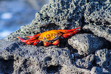crab on the beach