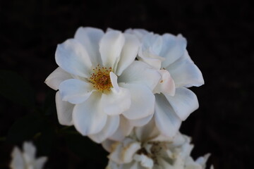 White Flower