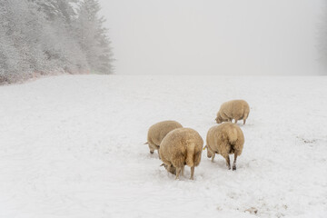 Schafe und Ziegen auf dem Rußberg bei Tuttlingen