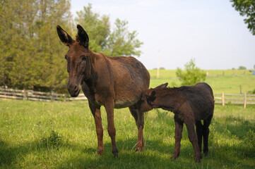 donkey mother with donkey foal baby donkey nursing from mom in green pasture on small farm in rural area 