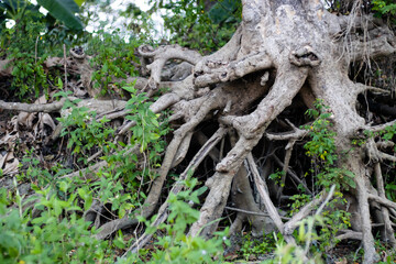 Fototapeta na wymiar Soilless open tree roots in the jungle close up shot