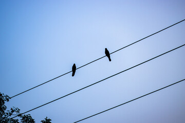 Two crows standing or sitting on an electricity wire in the evening
