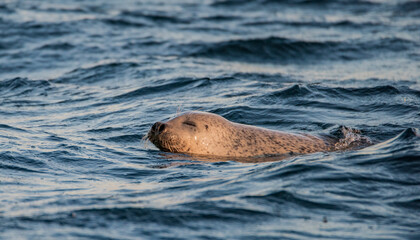 Obraz premium Seal series: seal is swimming in the water