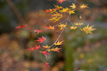 red autumn leaves