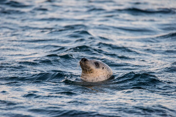 Seal series: seal in the sea close-up