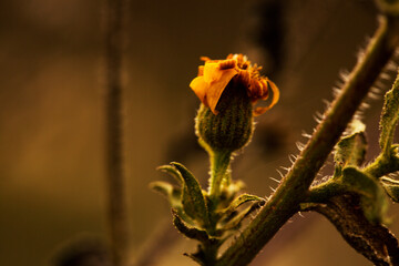 flower in the garden